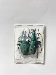 2026年最新】オサムシ 標本の人気アイテム - メルカリ