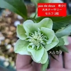 2026年最新】大木ナーサリー クリスマスローズの人気アイテム - メルカリ