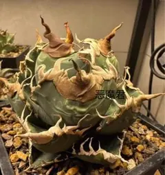 2026年最新】チタノタ悪魔くんの人気アイテム - メルカリ