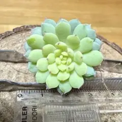 2026年最新】おらいさん苗 ちょこんの人気アイテム - メルカリ