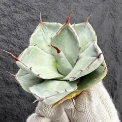 2026年最新】アガベ パリー 大株の人気アイテム - メルカリ