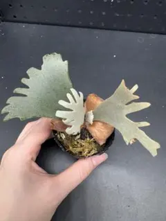 2026年最新】totoro ビカクシダの人気アイテム - メルカリ