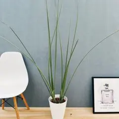 2026年最新】ストレリチア ノンリーフの人気アイテム - メルカリ