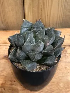 2026年最新】タランチュラ アガベの人気アイテム - メルカリ