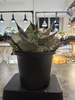 2026年最新】アガベ オアハカ 現地の人気アイテム - メルカリ