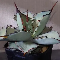 2026年最新】アガベ マルガリータの人気アイテム - メルカリ