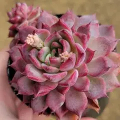 2026年最新】おらいさん苗 円の人気アイテム - メルカリ