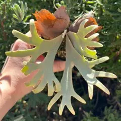 2026年最新】P.willinckii 'jenny'の人気アイテム - メルカリ