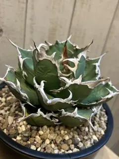 2026年最新】オアハカ 現地球の人気アイテム - メルカリ