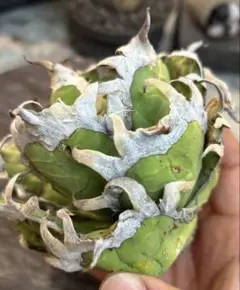 2026年最新】オアハカ 現地球の人気アイテム - メルカリ