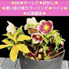 2026年最新】広瀬園芸の人気アイテム - メルカリ