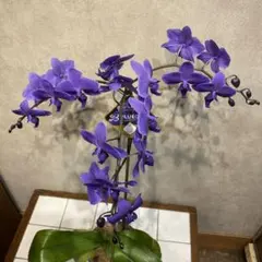 2026年最新】胡蝶蘭 ブルージーンの人気アイテム - メルカリ