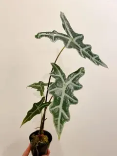 2026年最新】アロカシア ノビリスの人気アイテム - メルカリ