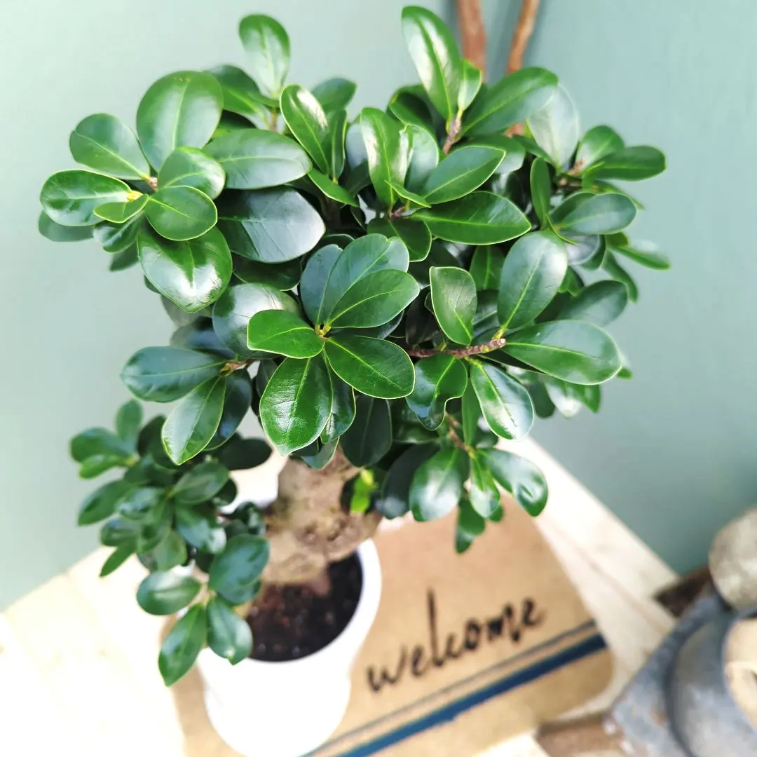 2026年最新】ガジュマル 昇り龍の人気アイテム - メルカリ