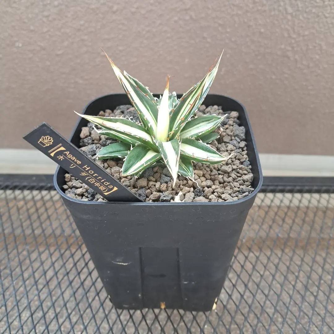 2026年最新】ホリダ 白中斑の人気アイテム - メルカリ