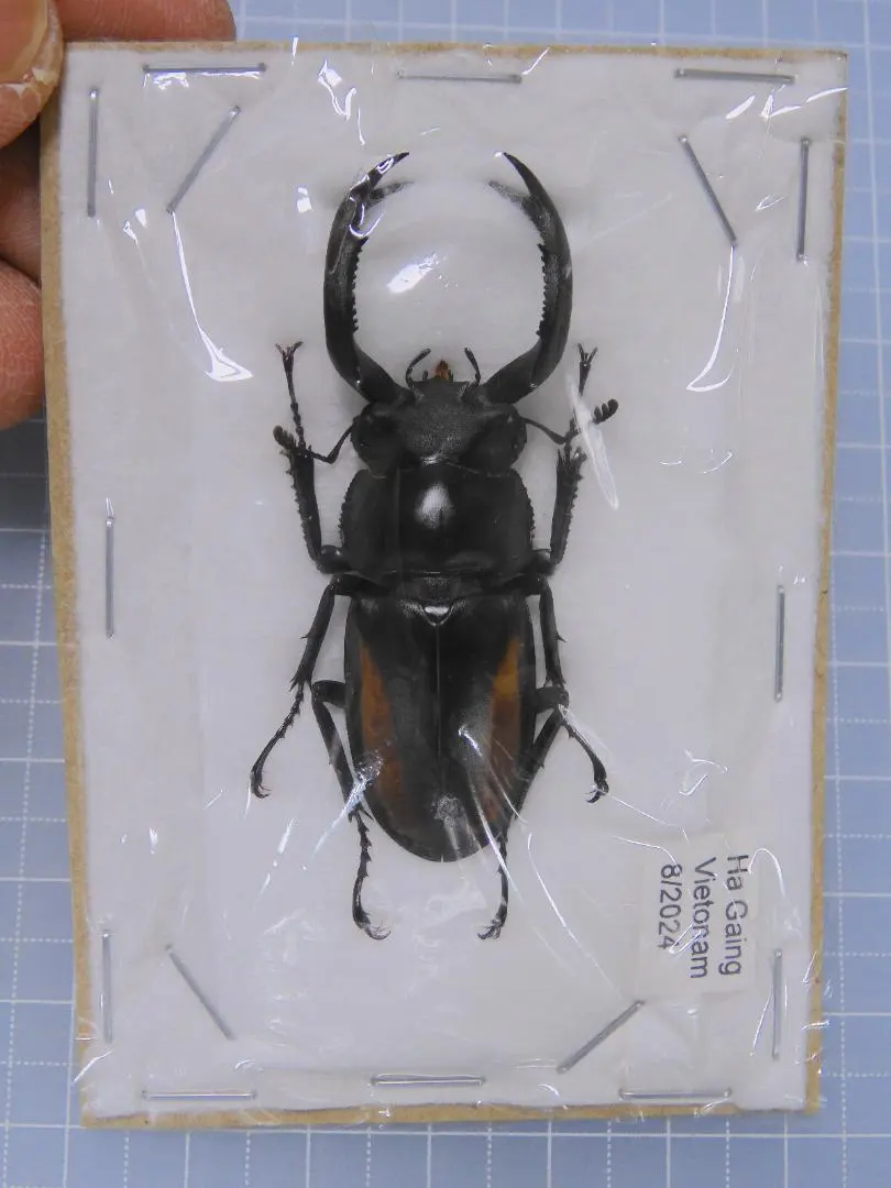 2026年最新】シカクワガタ 標本の人気アイテム - メルカリ