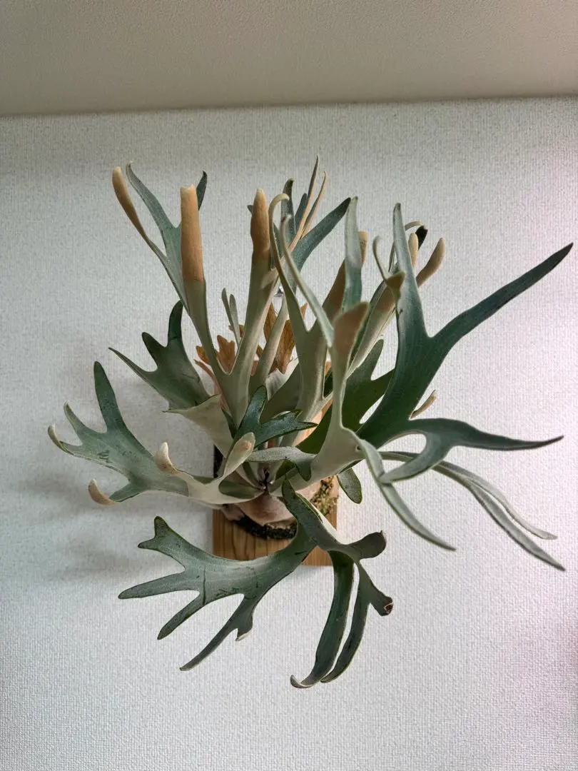 2026年最新】ハクナ ビカクシダの人気アイテム - メルカリ