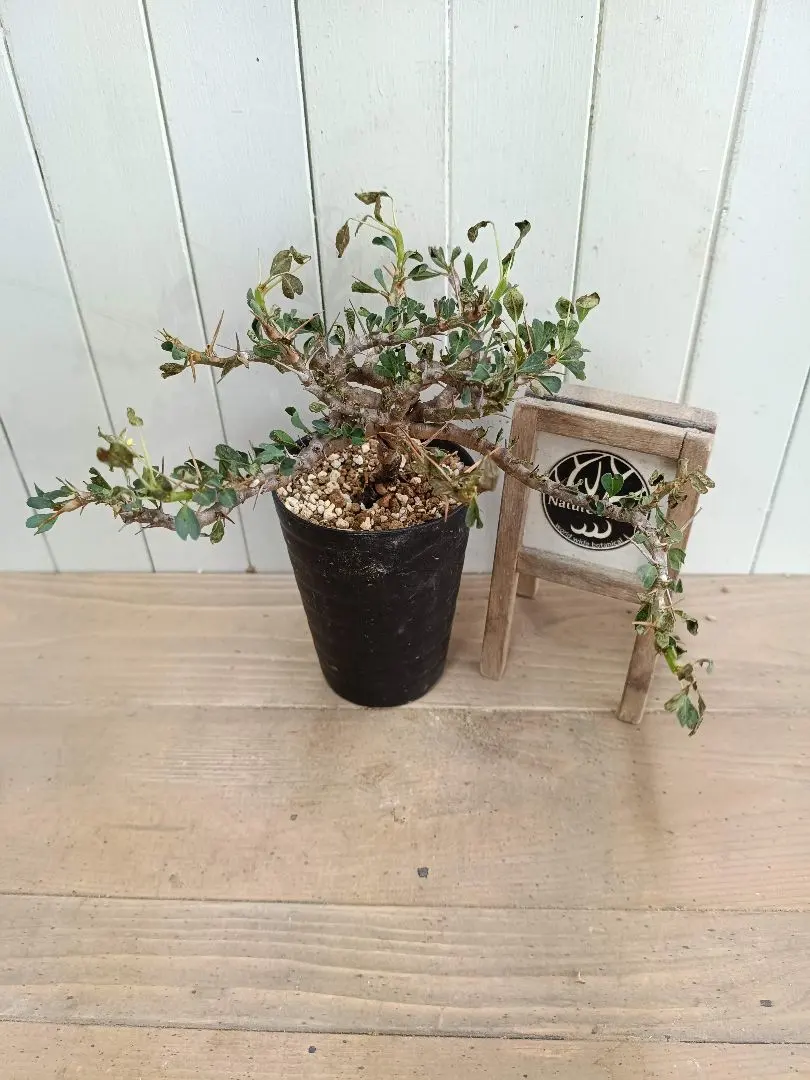 2026年最新】サルコカウロン バンデリエティアエの人気アイテム - メルカリ