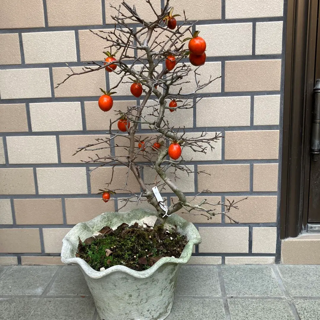 2026年最新】老爺柿盆栽の人気アイテム - メルカリ