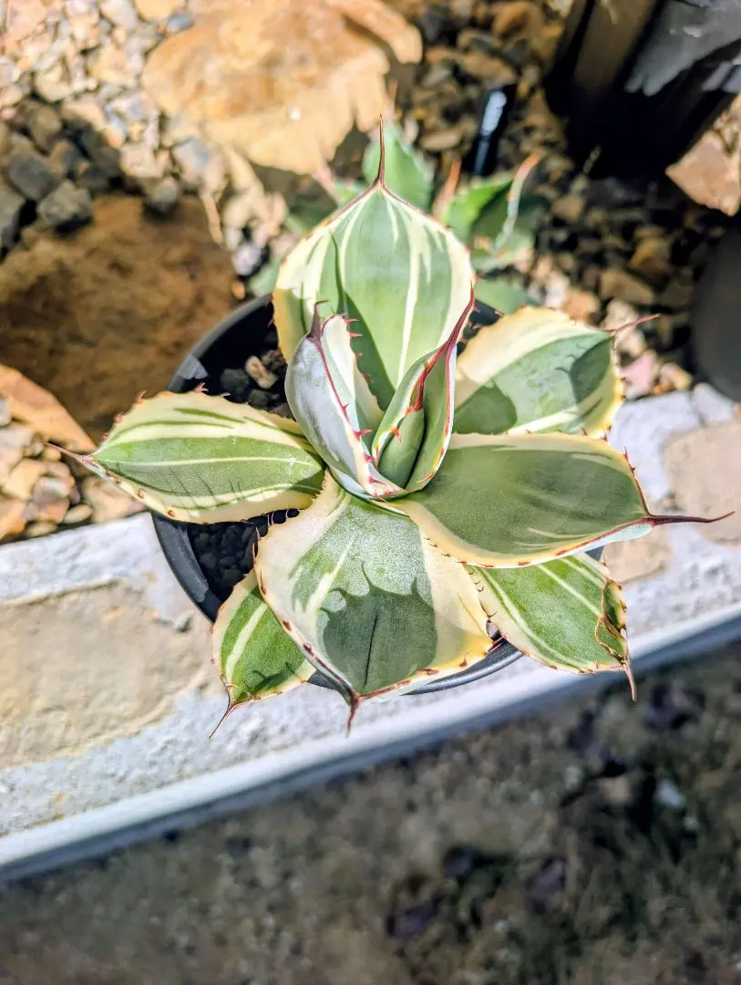 2026年最新】アガベ パリー トランカータ ハンティントンの人気