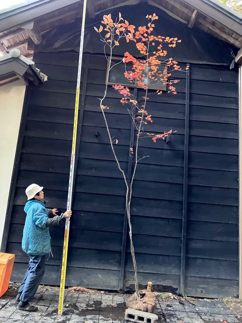 2026年最新】コハウチワカエデの人気アイテム - メルカリ
