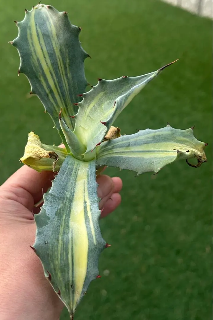 2026年最新】フェロックス 斑の人気アイテム - メルカリ