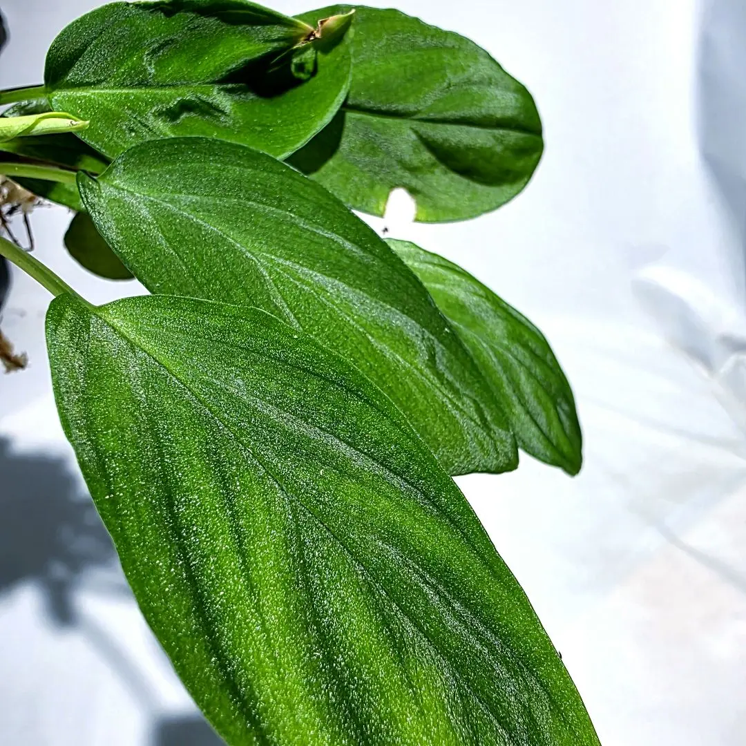 2026年最新】ホマロメナ 正規タグの人気アイテム - メルカリ