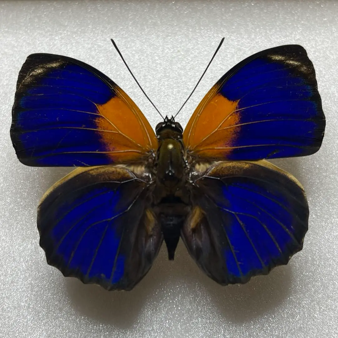 2026年最新】アグリアス 蝶 の人気アイテム - メルカリ