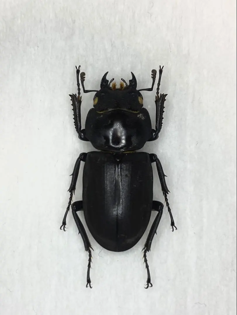 2026年最新】ヒメオオクワガタの人気アイテム - メルカリ