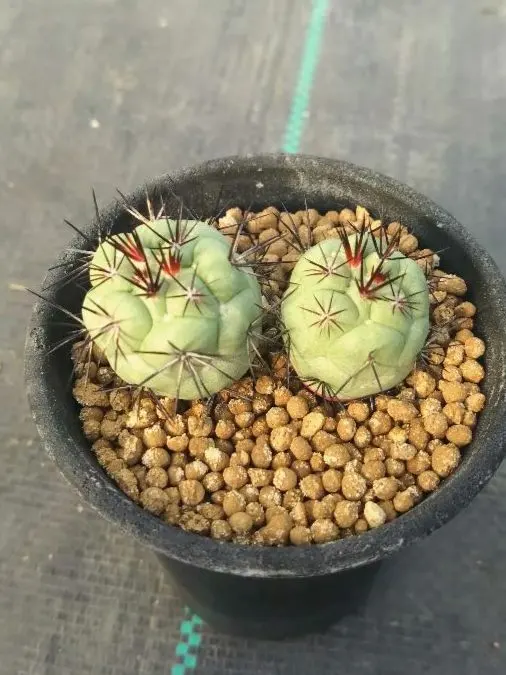 2026年最新】オルテゴカクタスの人気アイテム - メルカリ