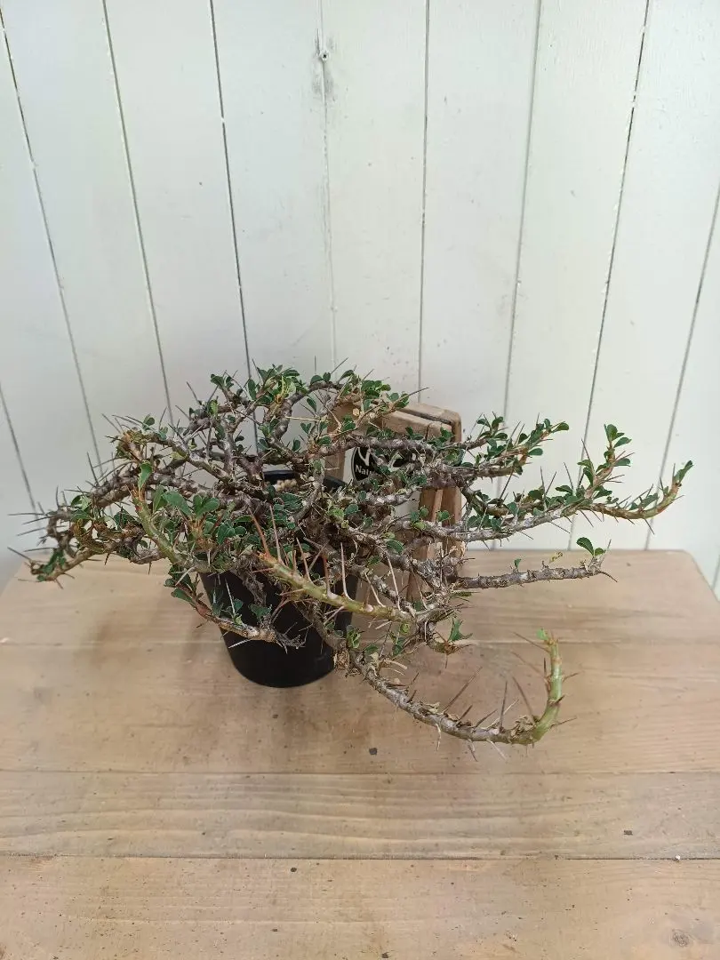 2026年最新】サルコカウロン バンデリエティアエの人気アイテム - メルカリ