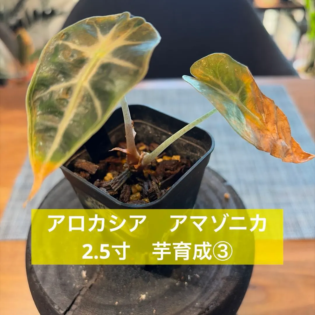 2026年最新】アロカシアアマゾニカ斑入りの人気アイテム - メルカリ