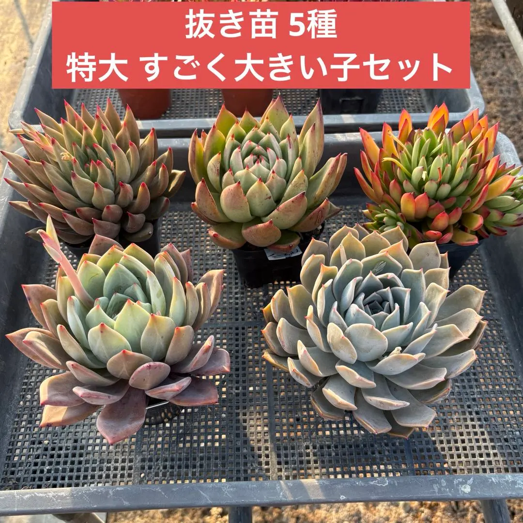 2026年最新】多肉植物トレイ棚の人気アイテム - メルカリ