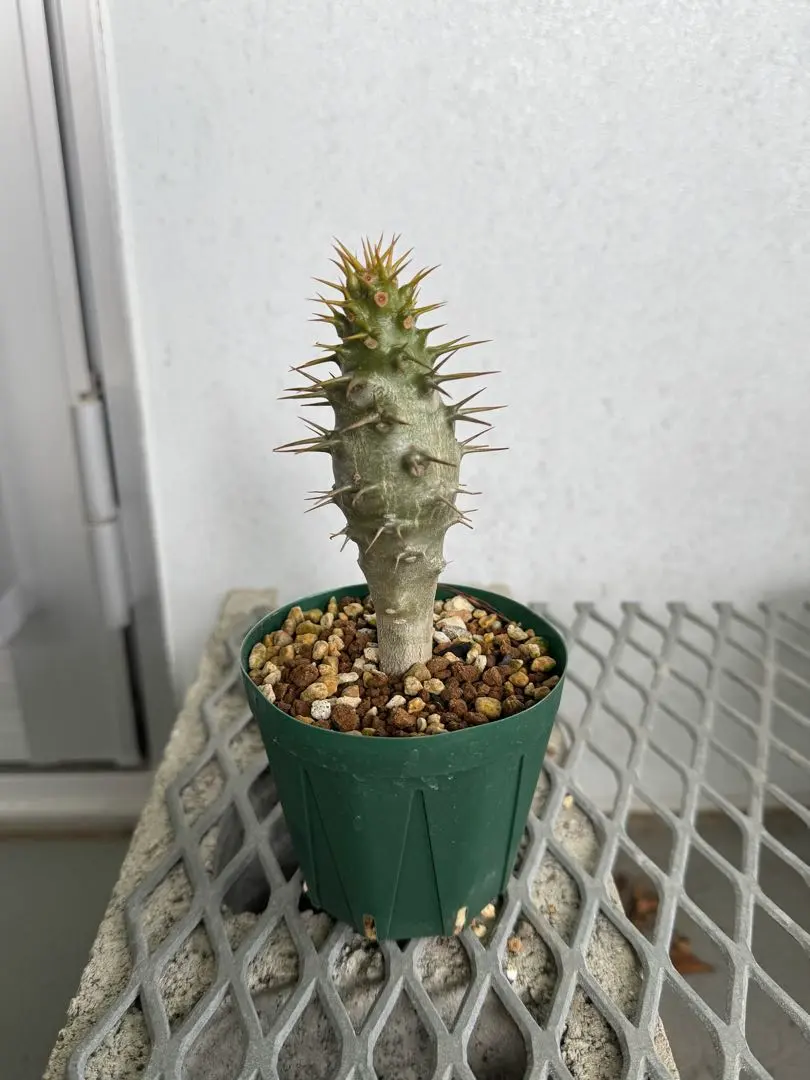 2026年最新】アンボンゲンセ 種の人気アイテム - メルカリ