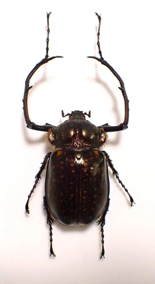 2026年最新】テナガコガネ 標本の人気アイテム - メルカリ