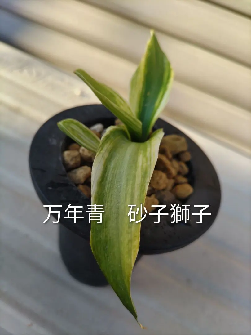 2026年最新】万年青 獅子の人気アイテム - メルカリ