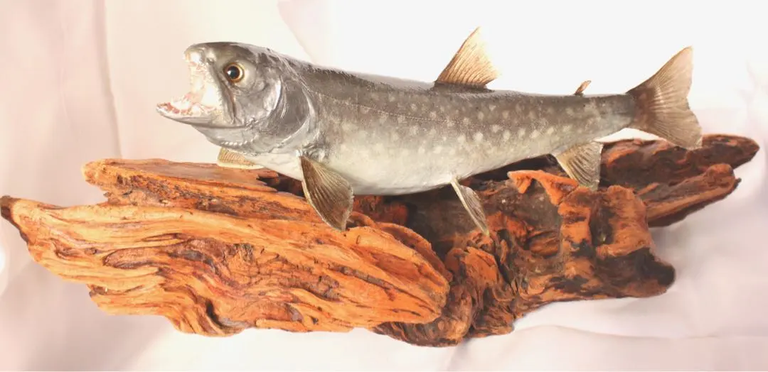 2026年最新】イワナ 剥製の人気アイテム - メルカリ