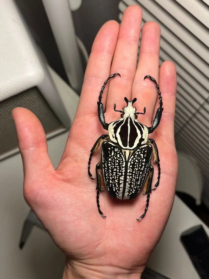 2026年最新】ゴライアス標本の人気アイテム - メルカリ