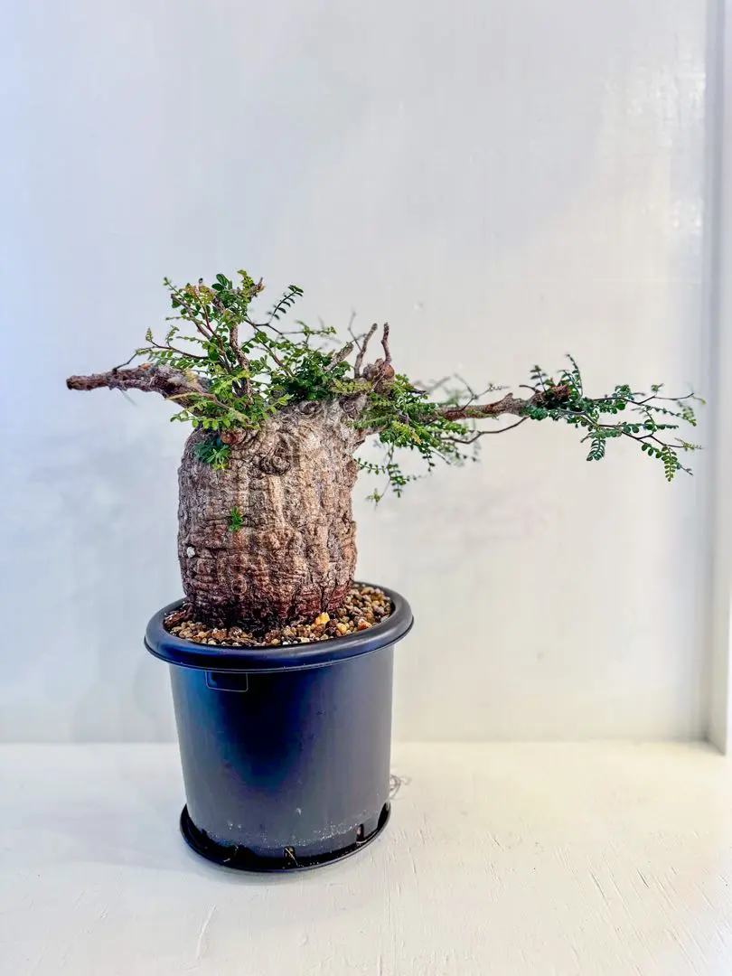 2026年最新】オペルクリカリア パキプス ベアルートの人気アイテム