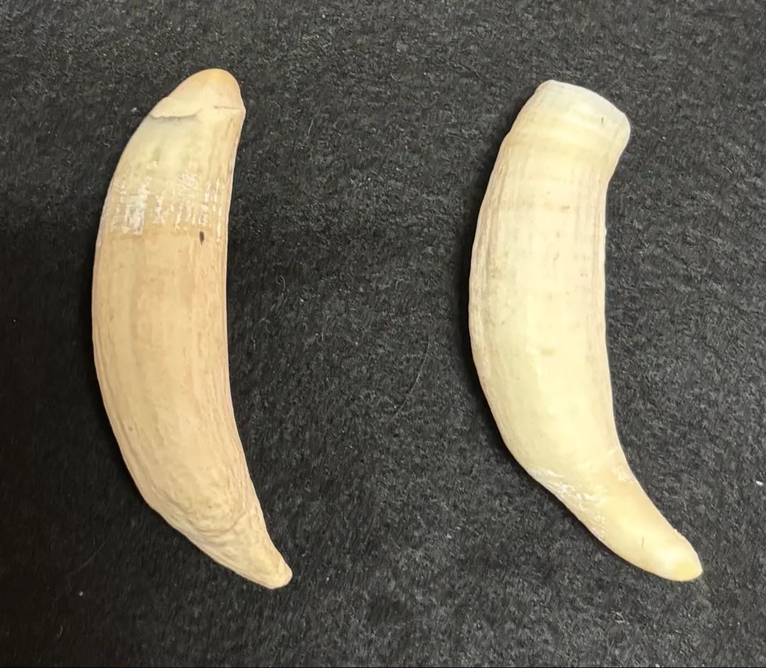 2026年最新】クジラの歯の人気アイテム - メルカリ