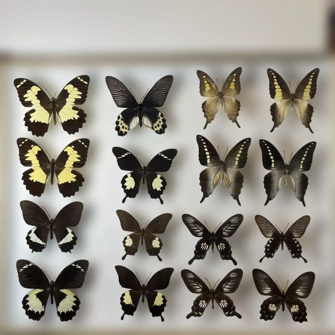 2026年最新】蝶標本 ドイツ箱の人気アイテム - メルカリ