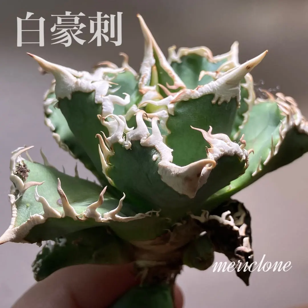 2026年最新】アガベチタノタ白豪刺の人気アイテム - メルカリ