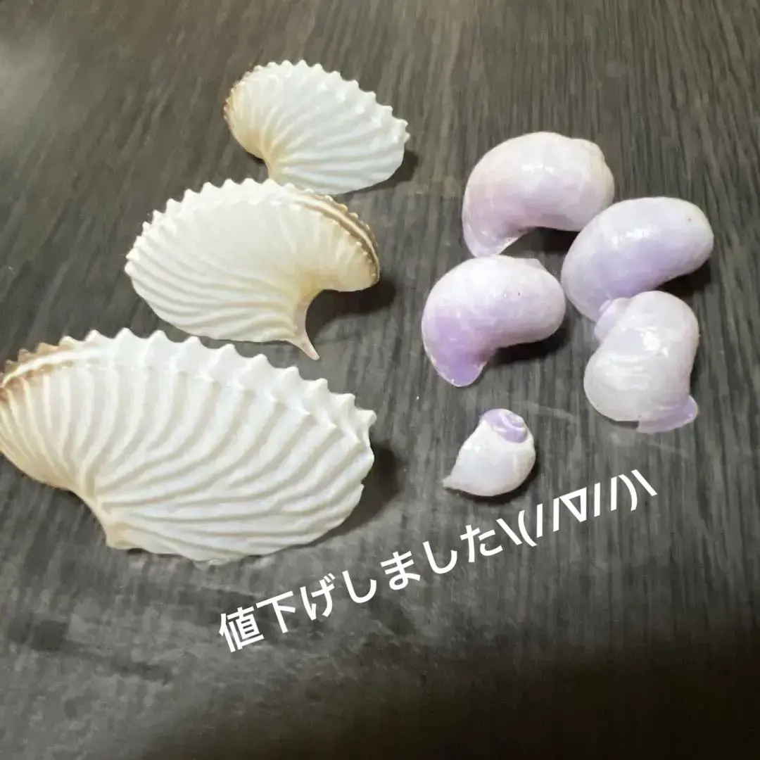 2026年最新】アオイガイの人気アイテム - メルカリ