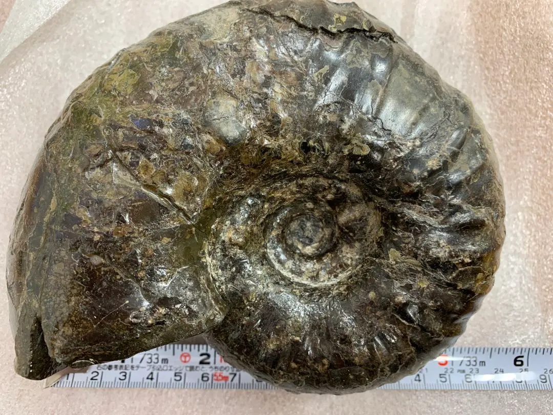 2026年最新】北海道 アンモナイトの人気アイテム - メルカリ