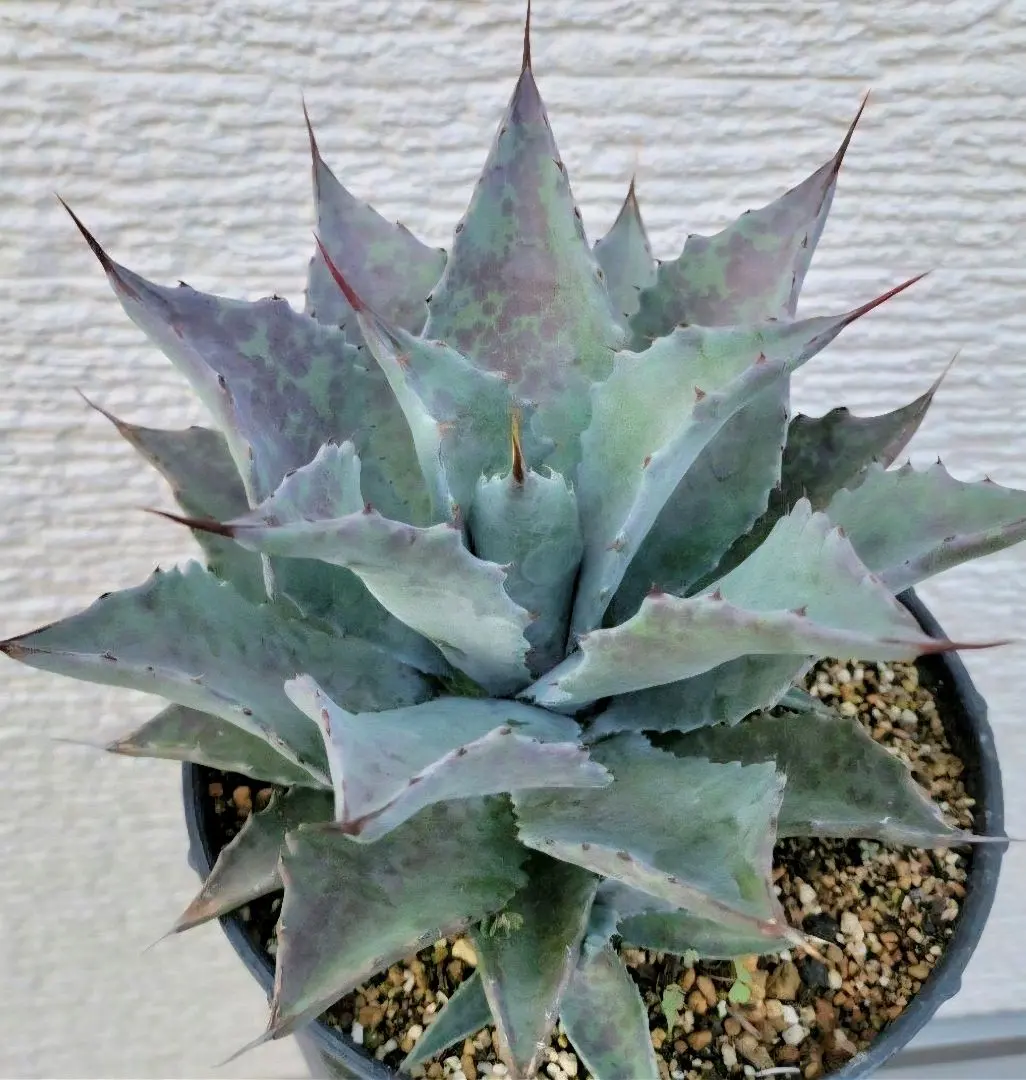 2026年最新】アガベ コロラータ ハイブリッドの人気アイテム - メルカリ