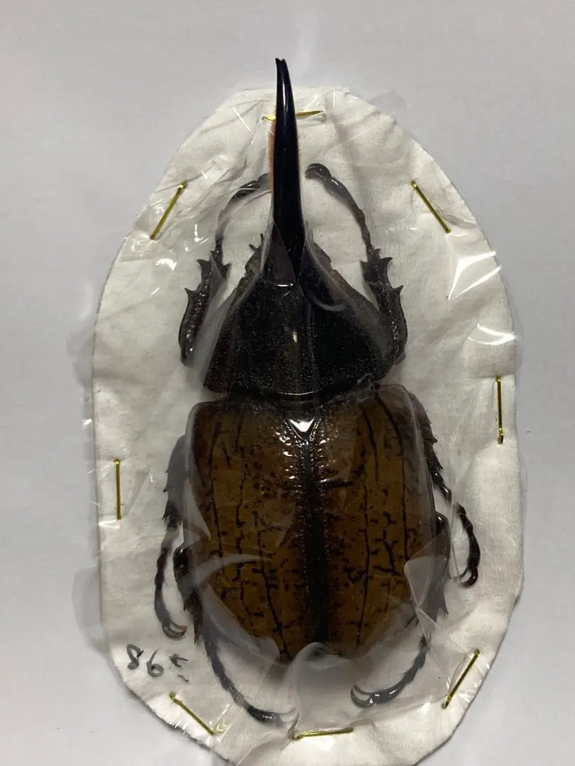 2026年最新】リッキー 標本の人気アイテム - メルカリ