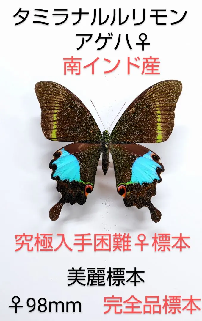 2026年最新】ルリモンアゲハの人気アイテム - メルカリ