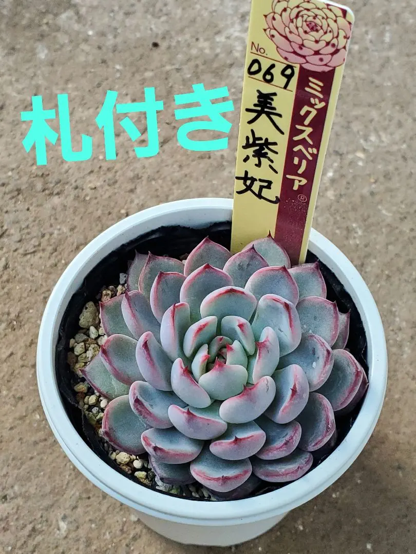 2026年最新】美紫妃の人気アイテム - メルカリ