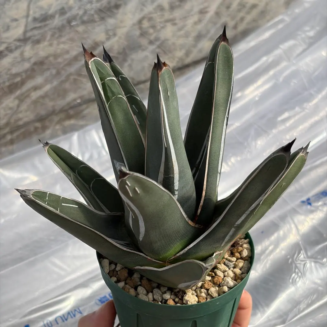 2026年最新】ニッケルシー 笹吹雪の人気アイテム - メルカリ