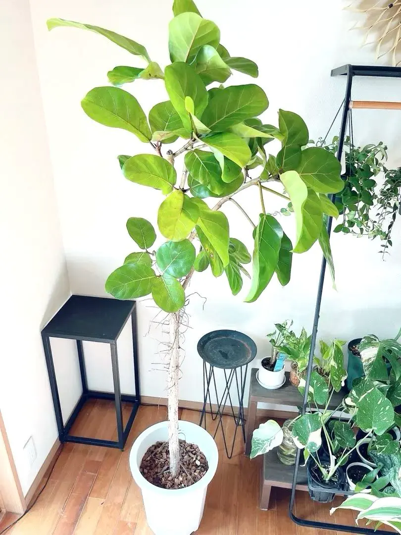 2026年最新】アフリカンプリンスの人気アイテム - メルカリ